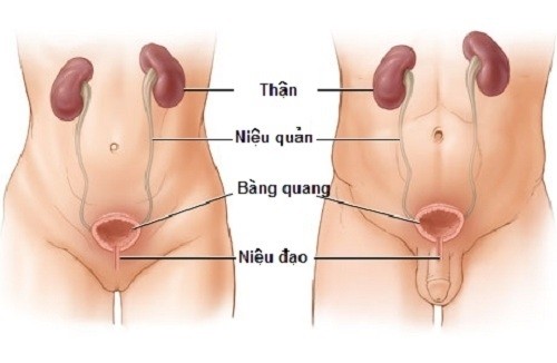 1487301226-di-tat.jpg