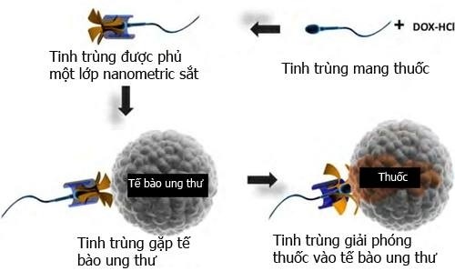 tinh trung co the chua khoi benh ung thu o nu gioi 2.jpg