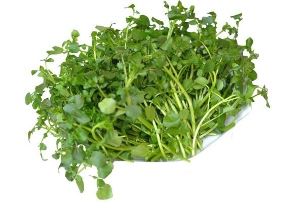 rau cai xoong