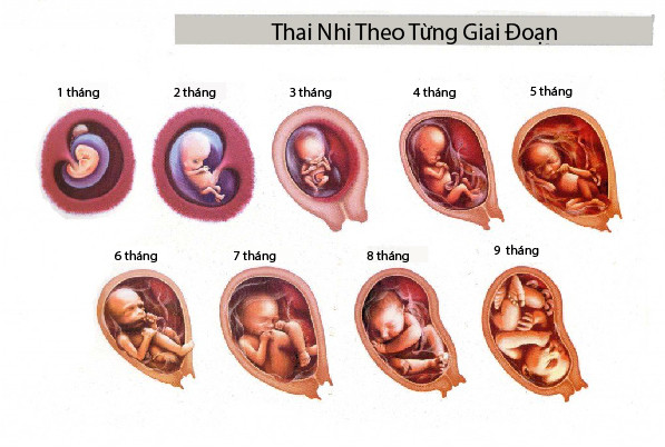 pregnancy fact 2