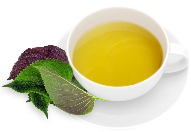 lá tía tô có tác dụng giảm cơn ho
