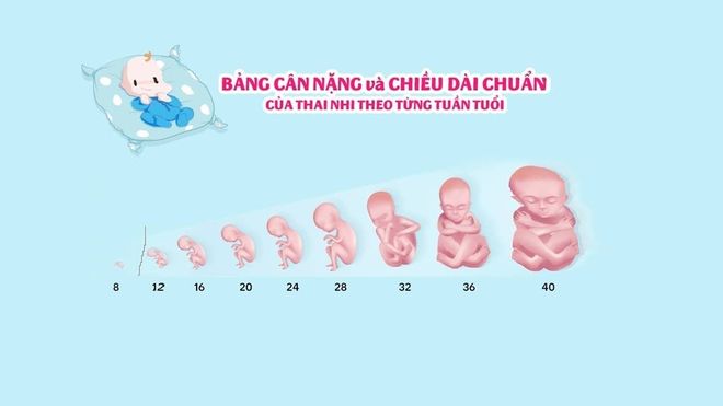cân nặng của thai nhi theo tuần