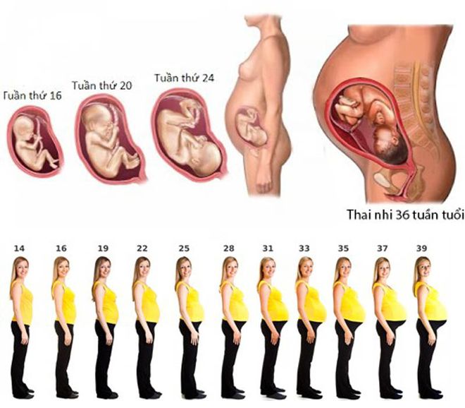 bụng bầu to ra theo từng giai đoạn của thai kỳ