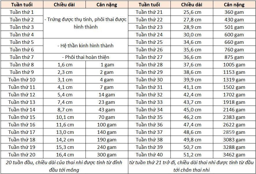 bảng cân nặng thai nhi theo tuần