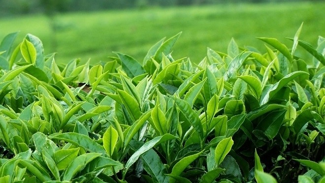 bai-thuoc-la-tra-xanh