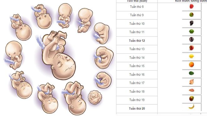 Kích thước thai nhi ở từng tuần tuổi