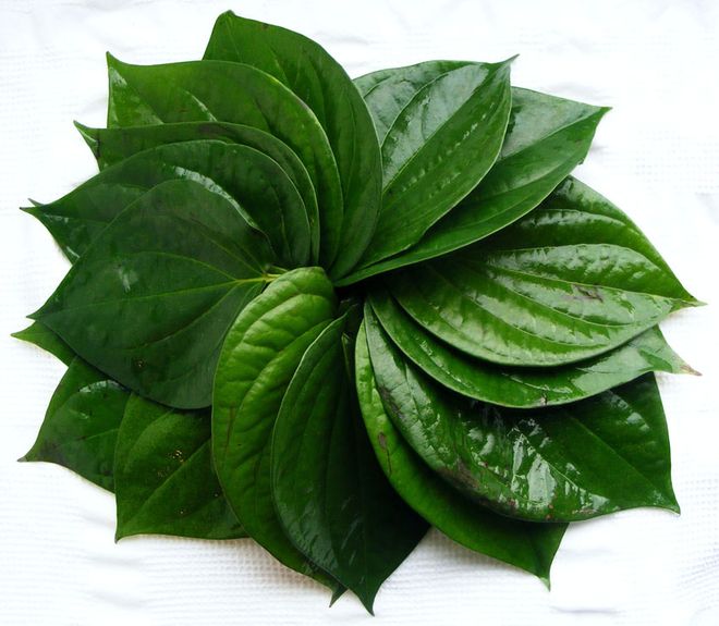 lá trầu