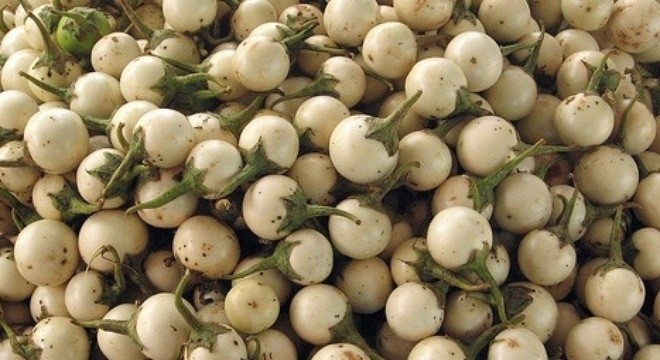 phơi héo cà pháo