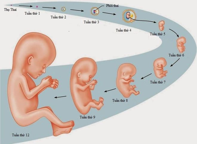 quá trình phát triển kỳ diệu của em bé