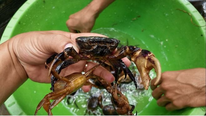 chọn cua cho món bún riêu cua