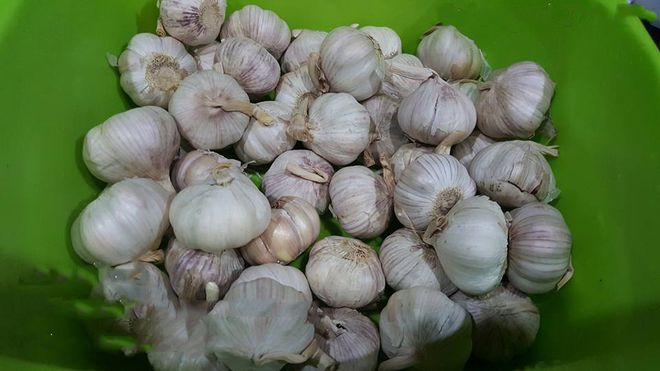 chọn củ đều và to