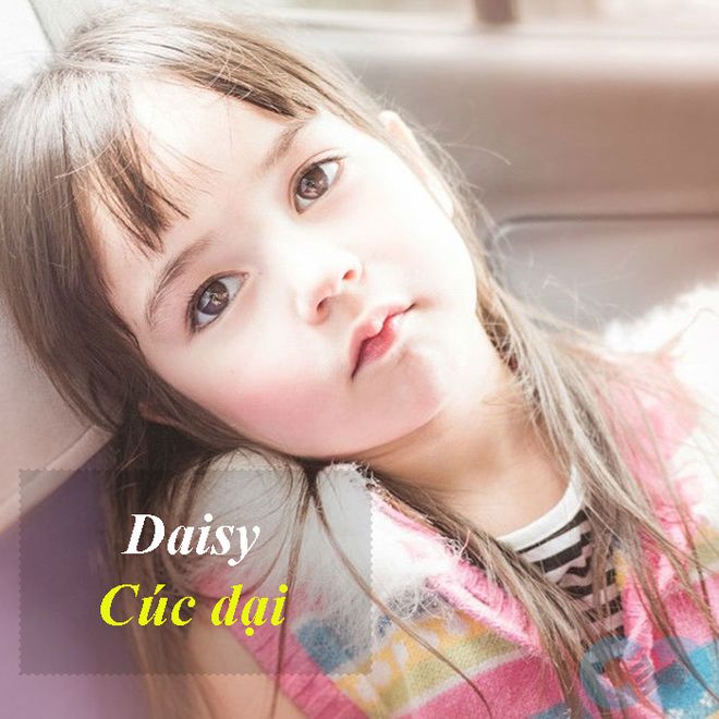hoa cúc dại