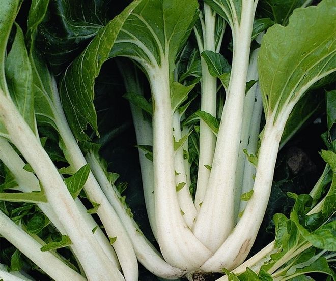 cải bẹ trắng