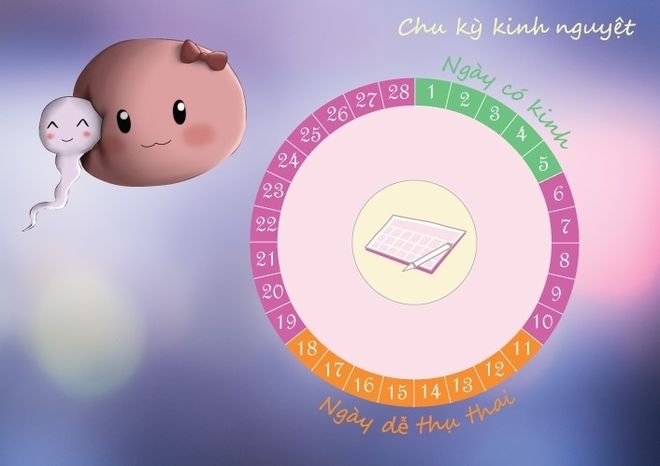 chu kỳ kinh nguyệt để xác định ngày rụng trứng