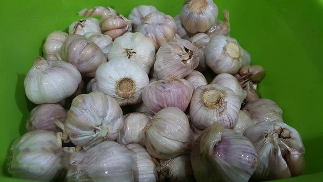tỏi rửa sạch để ráo