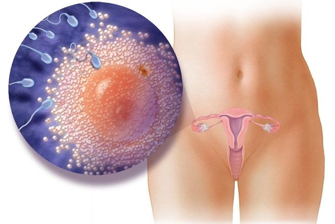 Rụng trứng là hiện tượng chỉ xảy ra ở phái nữ và mang tính chất chu kỳ