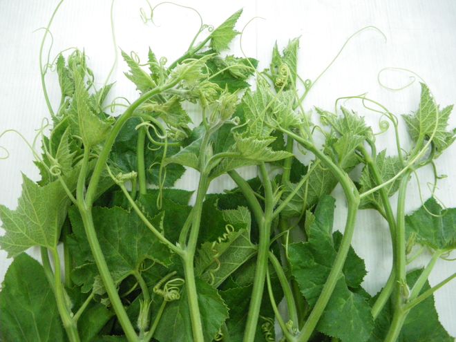 đọt bí