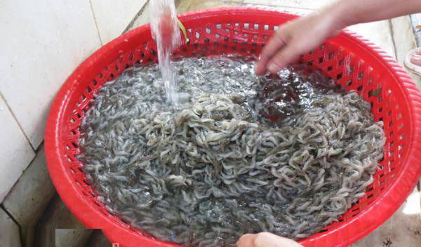 rửa sạch tép