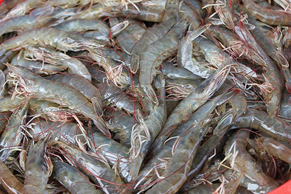 chọn tép
