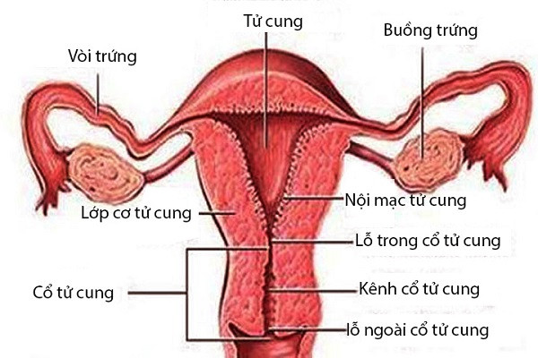Nội mạc tử cung dày hay mỏng đều ảnh hưởng tới khả năng thụ thai