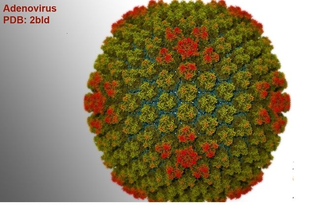 virus adeno
