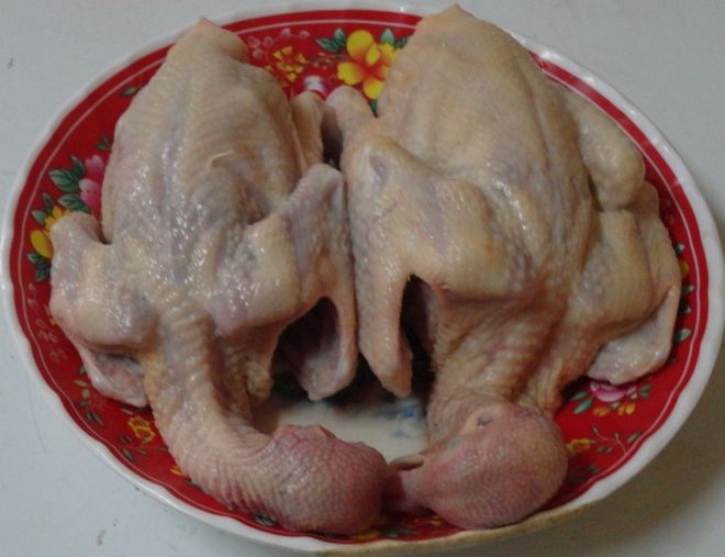 chim bồ câu