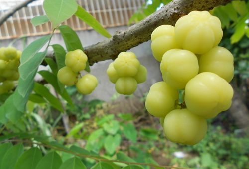 chùm ruột có lợi cho sức khỏe