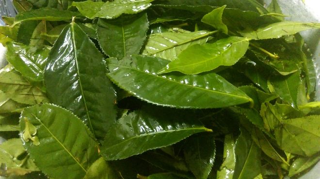 rửa sạch lá chè xanh