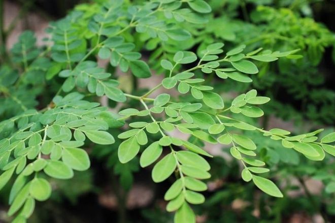chùm ngây chứa nhiều chất dinh dưỡng