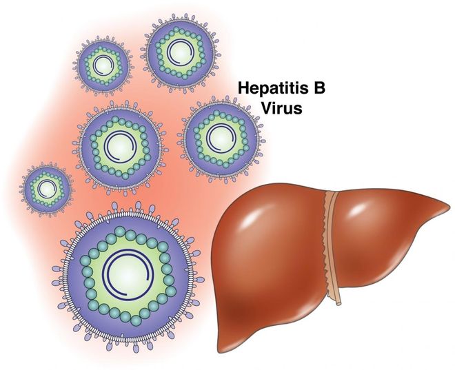 virus viêm gan B