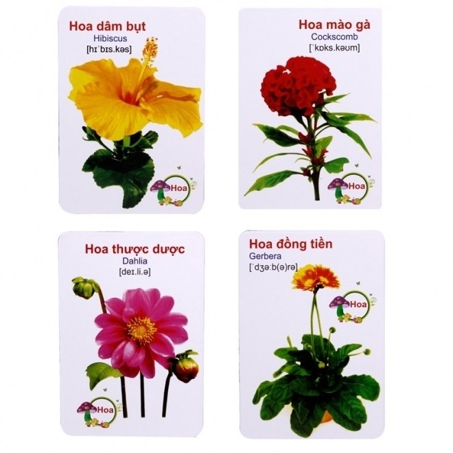 dạy con thông minh bằng hình thẻ