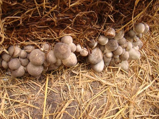 thu hoạch nấm rơm