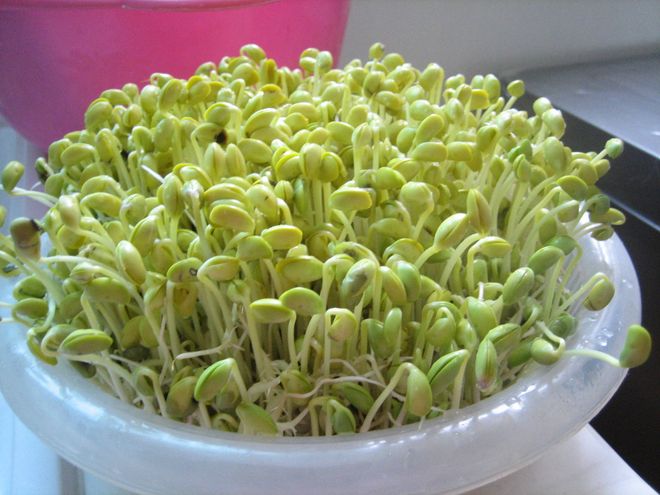 giá đỗ tương