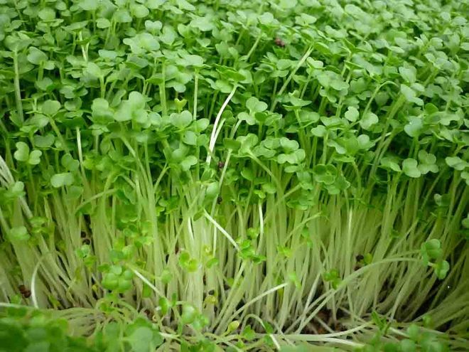 rau mầm