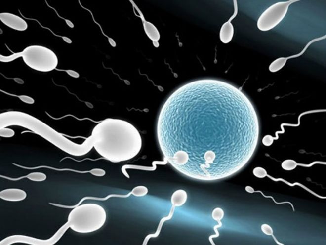 Sau khi phóng tinh, sẽ có từ 300 – 500 triệu tinh trùng vào trong âm đạo để tìm đường tìm đến trứng