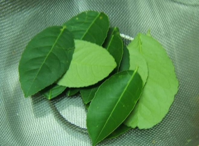 lá chanh