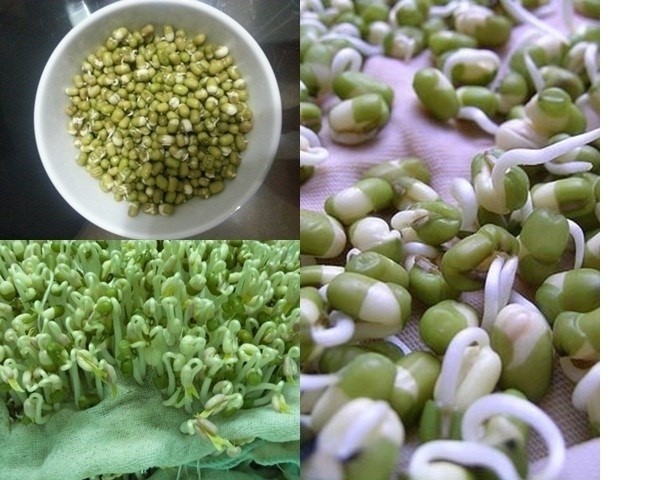 giá đậu xanh