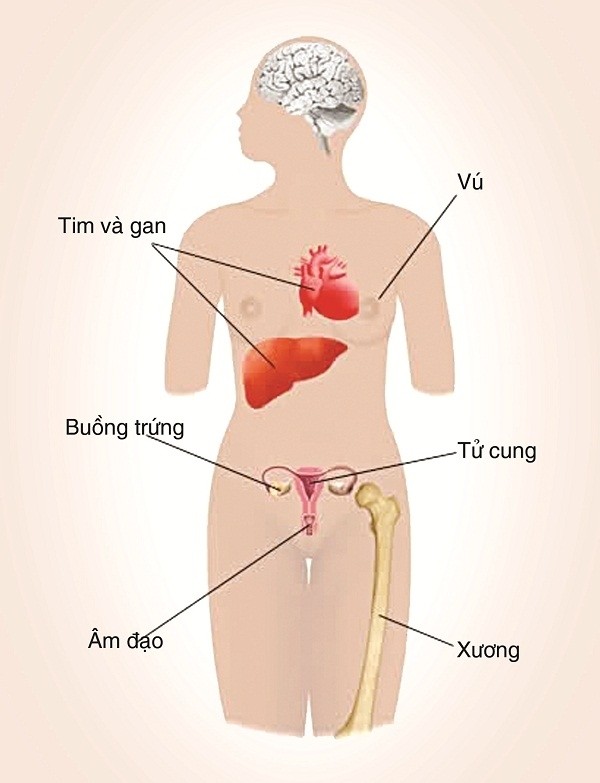 Trong khi đó hormone progesterone tác động trực tiếp đến quá trình mang thai của người phụ nữ.