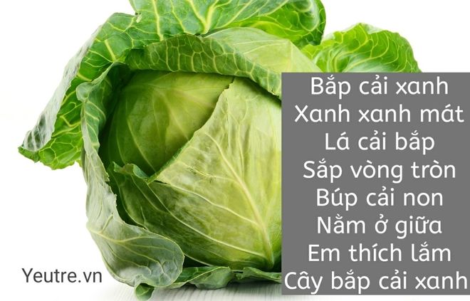 bài thơ bắp cải xanh