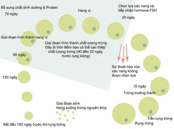 90 ngày là thời gian mà một quả trứng chuẩn bị cho quá trình rụng trứng.