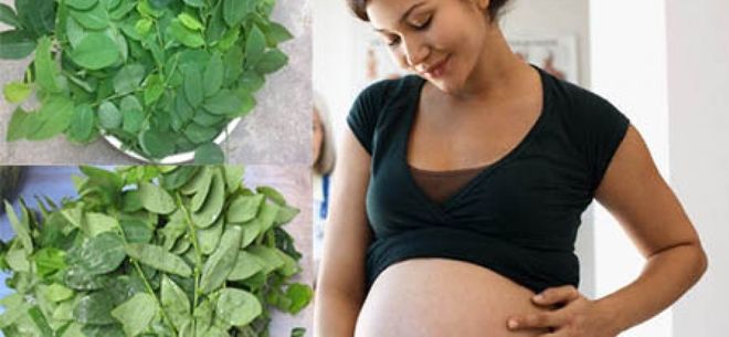 chất papaverin có nhiều trong rau ngót gây co bóp tử cung gây sảy thai