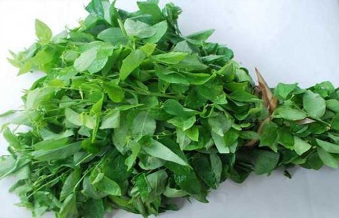 cách chọn rau ngót và các lợi ích từ rau ngót