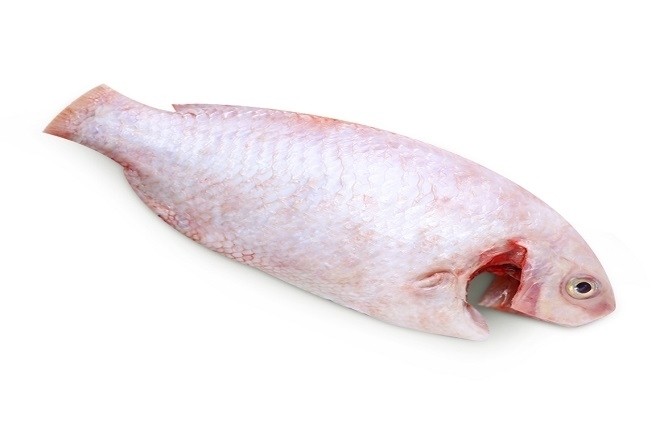 cá diêu hồng nguyên con