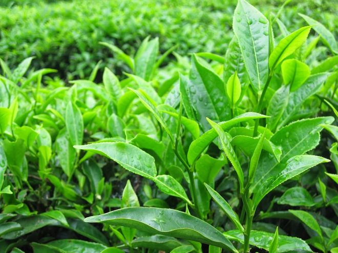 tắm trà cho trẻ sơ sinh