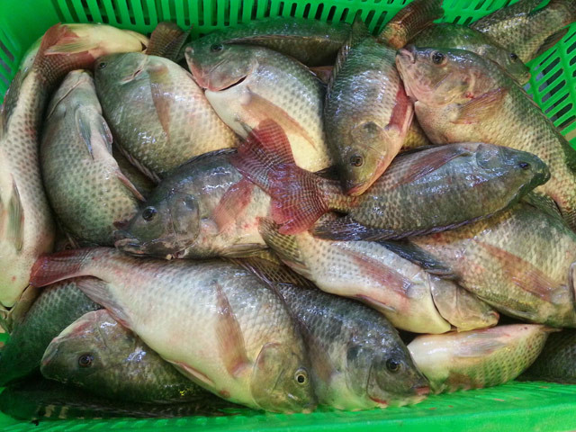 cá rô phi rửa sạch, để ráo
