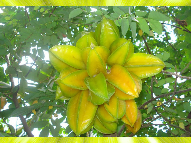 Chữa hăm cho trẻ sơ sinh bằng cách sử dụng khế.