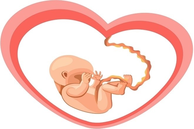 mô phỏng hình hài bé trong bụng mẹ