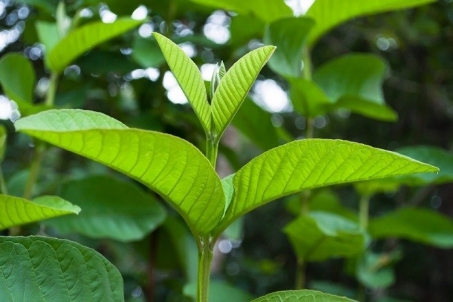 dùng búp lá ổi để chữa hăm tã