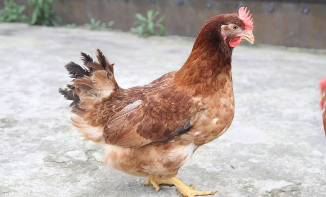 cách lựa thịt gà