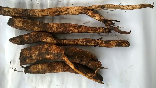 củ gai tươi